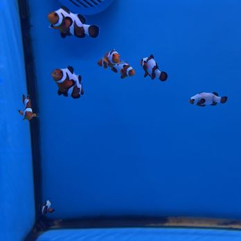 Coral Smugglers